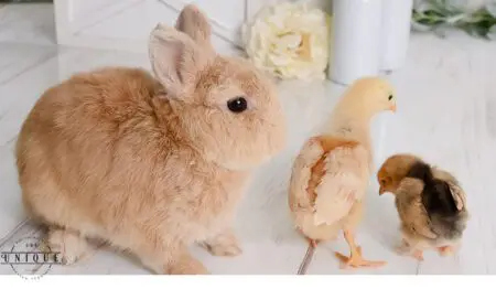 A brown rabbit and two yellow chicks.